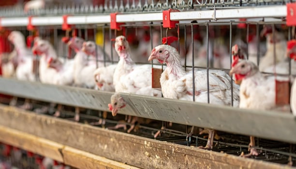 Chickens in a cage at a farm photo