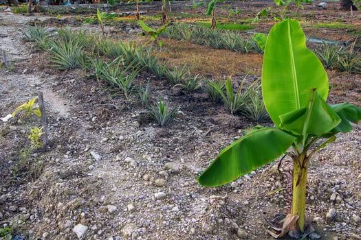Use a small area to grow vegetables, bananas, and pineapples for self-sufficiency. photo
