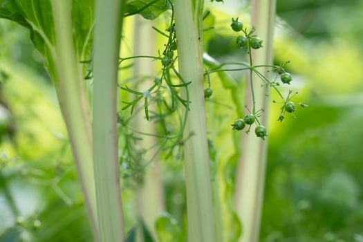 Green coriander seeds ripening in a springtime garden. photo