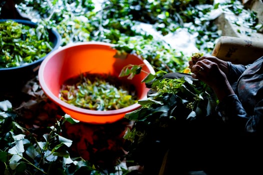 Female sorting traditional Turkish Ada tea into red and blue bowls for herbal preparation photo