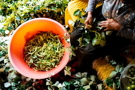 Elderly turkish female sorting harvesting linden photo