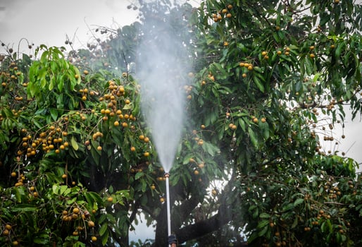 Sprayer while spraying liquid fertilizer to longan tree. photo