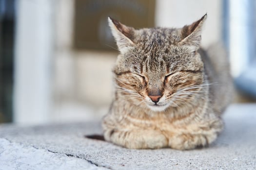 street gray cat sleeps on the steps in Herceg Novi photo