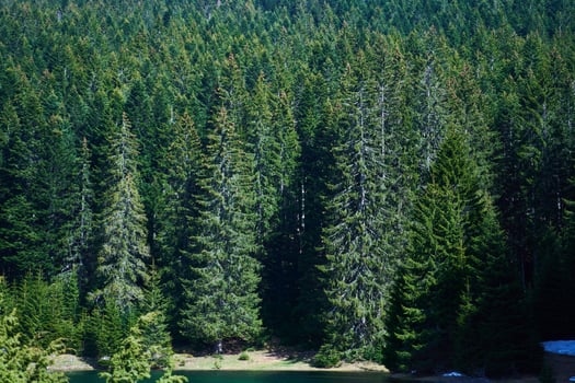 Dense coniferous forest on the shore of Black Lake in Zabljak, Montenegro photo