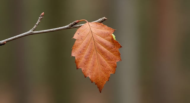 A single leaf on a branch in the woods photo