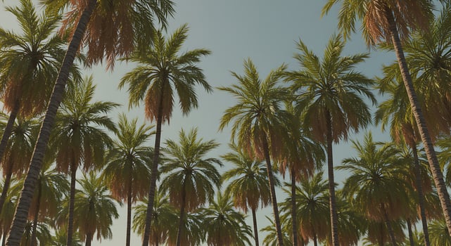 Palm Trees Looking Upward to Blue Sky on Tropical Sunny Day photo