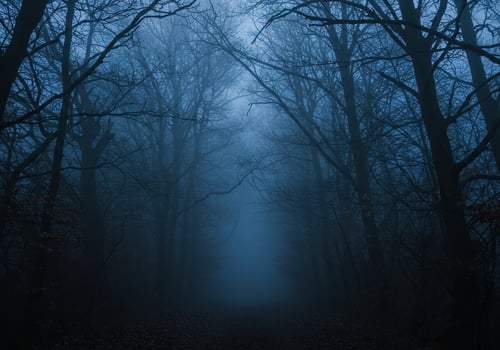 A dark and foggy forest path shrouded in mystery and deep blue hues photo