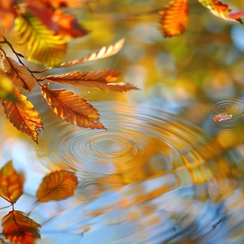 Autumn Leaves Gently Falling into Rippling Water. photo