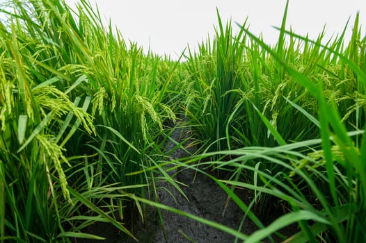 Lush Green Rice Field with Growing Crops and Clear Sky Background photo