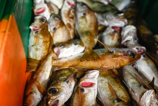 A Display of Fresh Fish with Open Mouths. Concept The signs of freshness. photo