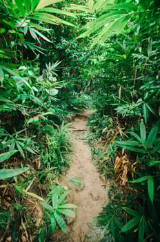 Lush Pathway Through Dense Greenery Near Waterfall in Nature photo