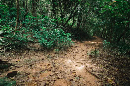 Serene Hiking Trail Through Lush Green Forest in Nature's Embrace photo