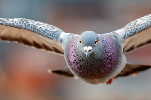 A pigeon is flying in the air with its wings spread photo