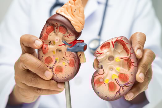 Chronic kidney disease, doctor with model for treatment urinary system, urology, Estimated glomerular eGFR. photo