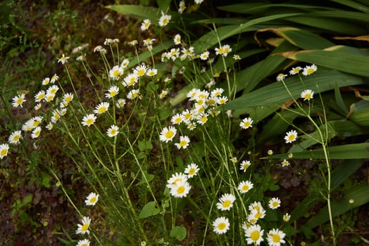 Wildflowers are in full bloom, surrounded by lush, vibrant greenery that creates a stunning scene photo