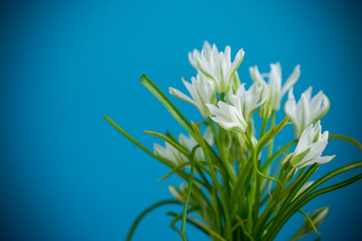 Bunch of spring snowdrops on a blue background photo