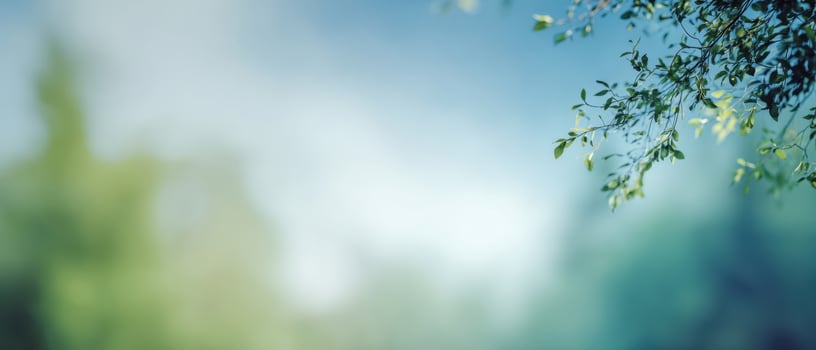 The beautiful leaves dancing in soft sunlight against a blurred background. photo