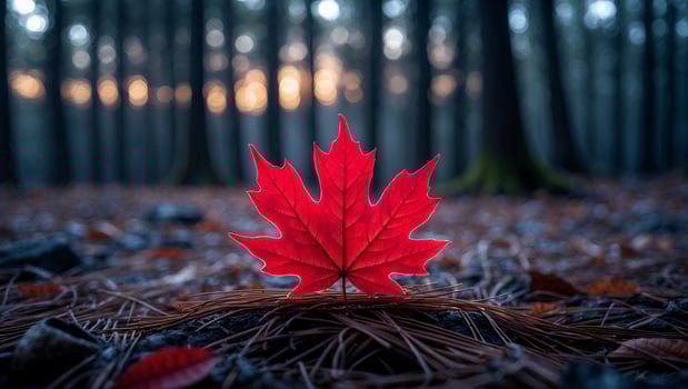 Red Maple Leaf on Forest Floor with Sunlight Through Trees photo