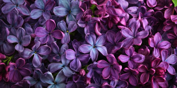 The vibrant lilac blossoms creating a stunning floral display in spring. photo