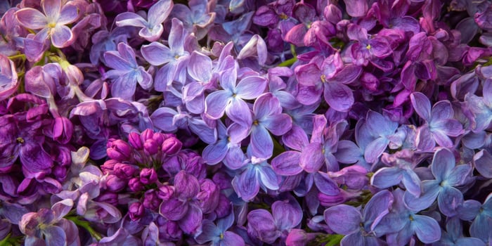 The Colorful Blooms of Lilac Flowers in Full Bloom photo