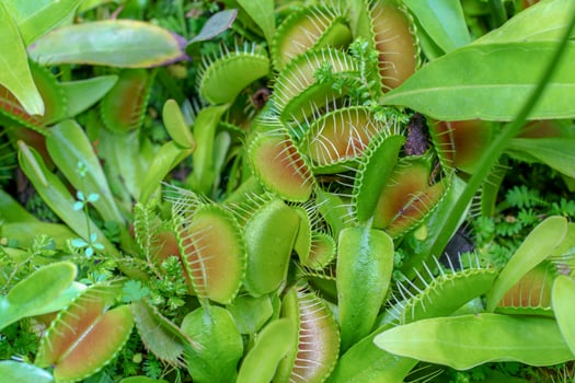 Venus flytraps with green spiky traps and reddish interiors are shown among lush vegetation. These carnivorous plants use their modified leaves to catch and digest insects. photo