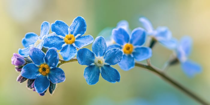 The delicate blue forget-me-not flowers in a soft-focus background. photo