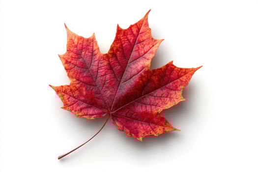 Vibrant Maple Leaf on White Background with Soft Shadow photo
