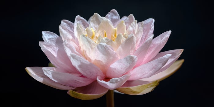 The Beautiful Pink Lotus Flower in Full Bloom Against a Dark Background photo