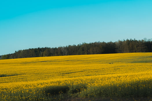 A field of yellow flowers photo