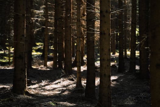 A forest with trees and a fire hydrant photo