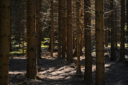 A forest with many trees and a bench photo