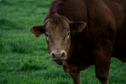 A cow standing in a field photo