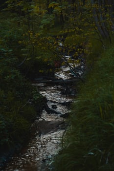 A small stream running through a forest photo