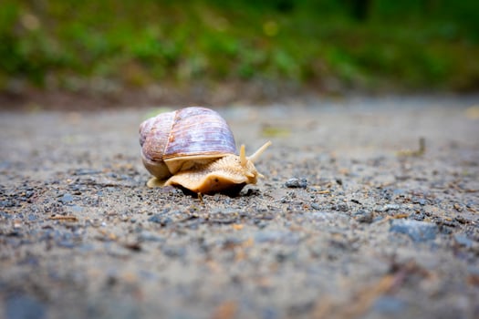 Roman snail, also known as the Burgundy snail or edible snail. The scientific Latin name is Helix pomatia. photo