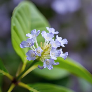 jacaranda blossom macro closeup photo