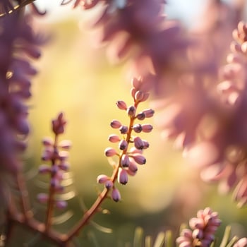 erica carnea macro closeup photo