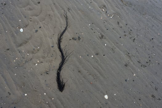 Seaweed Strand on Sandy Beach photo