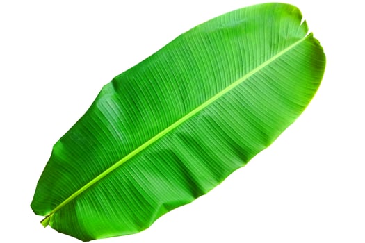 green banana leaf isolate. photo