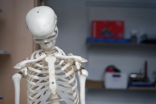 Human Skeleton Model for Medical Education photo