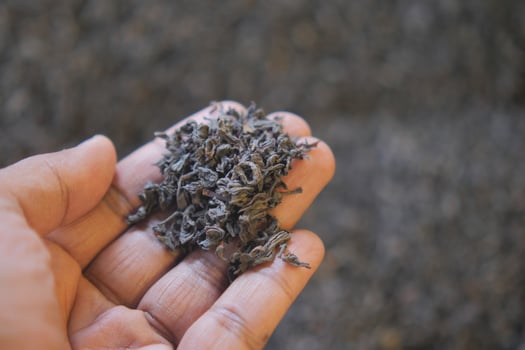 Dried tea leaves held in hand showcasing texture and color photo