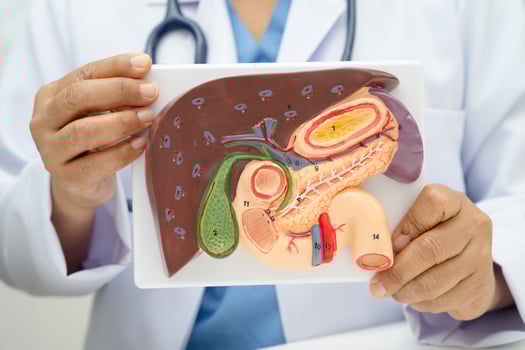 Liver with gallbladder, pancreas spleen and duodenum, Asian doctor holding anatomy photo