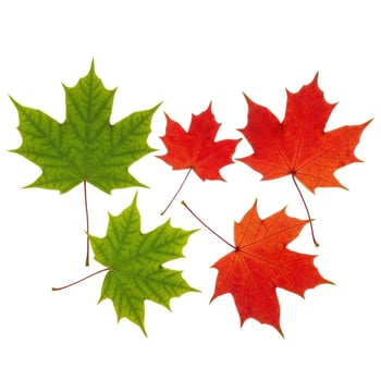 Assortment of red and green maple leaves isolated on white background photo
