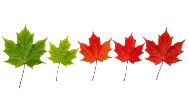 Five maple leaves showing color change from green to red isolated on white background photo