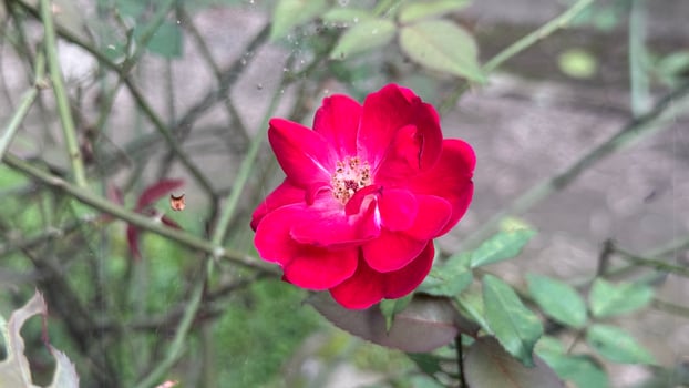 Close up reveals the rich crimson color of a blooming rose outdoors photo