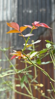 New rose branch displays orange and red leaves against a muted gray textured background photo