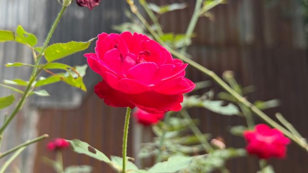 A bright pink rose blossom stands tall among its stems and leaves outdoors photo