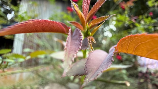 Orange tinted rose plant showing serrated leaves with red hue grows outdoors gracefully photo