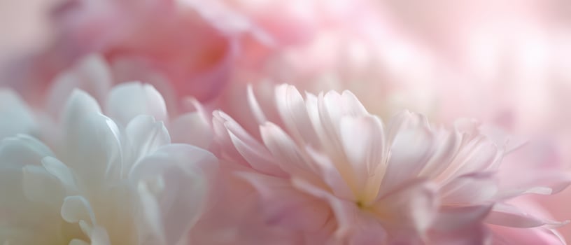 The Soft Beauty of Pastel Flower Petals in a Dreamy Light photo