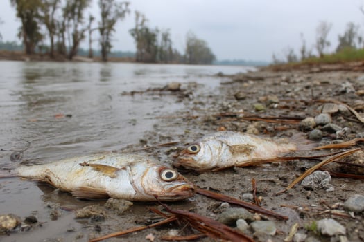 Two dead fish laying on the ground next to a river photo