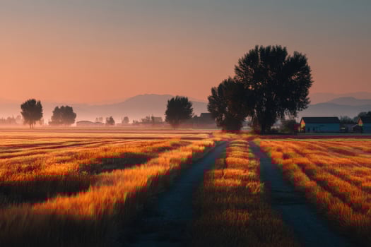 A field with trees and a road at sunset photo